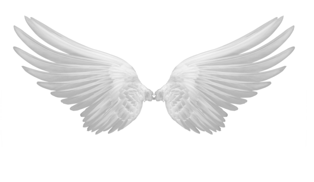 white wings of bird on transparent png