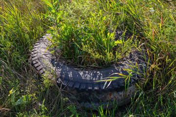 A large old automobile rubber tire overgrown with grass lies on the ground. Environmental pollution concept