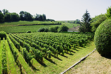 Sunglow on St Emilion Vineyard.