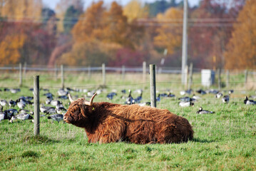 Highland cattle bovine with long horns laying on the ground in stall and large flock of barnacle goose behind a fence with Autumn foliage on the background October afternoon in Helsinki, Finland..