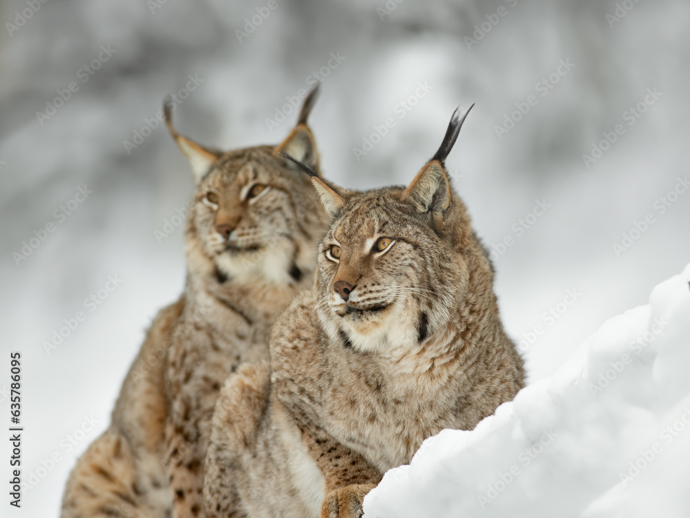 Sticker two carpathian lynxes sitting on the snow