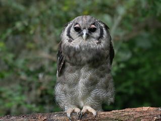 bubo lacteus sitting in background of the forest
