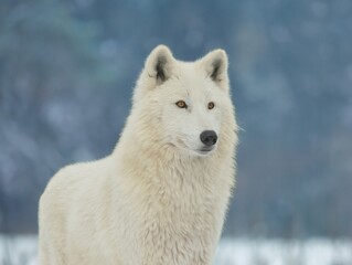 Fototapeta na wymiar portrait of a white wolf on a gray background