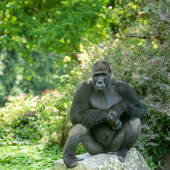  western lowland gorilla sitting on the green grass