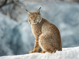 Carpathian lynx sitting on the snow