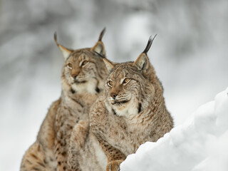 two Carpathian lynxes sitting on the snow
