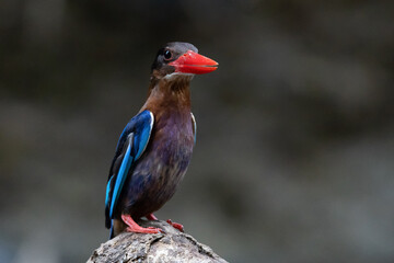 A javan kingfisher Halcyon cyanoventris perching on a river rock waiting for prey, natural bokeh background 