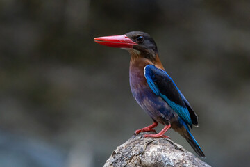 A javan kingfisher Halcyon cyanoventris perching on a river rock waiting for prey, natural bokeh background 