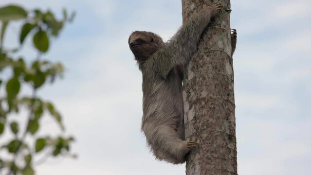 faultier an einem Baum