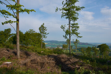 Fototapeta premium Waldsterben in der Oberlausitz 