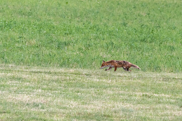 Fuchs Jagd