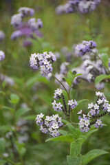 small flowers in the garden
