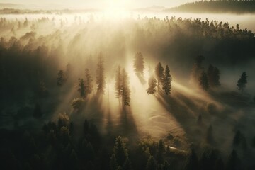 Aerial view of misty forest at sunrise. Beautiful nature landscape