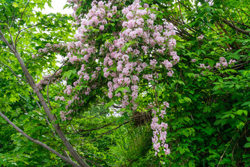 ウツギの花びら