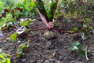 Pulling round red beetroot out of the soil. Harvesting vegetables in a garden.