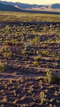 Horses running free in meadow. Aerial view of wild horses running on Arizona. Aerial vertical, vertical video background. 