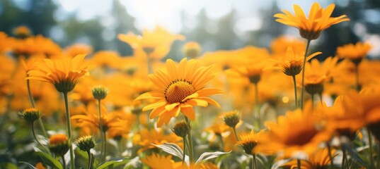 Orange sunflower field. Generative AI technology.