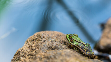 A common water frog in a pond