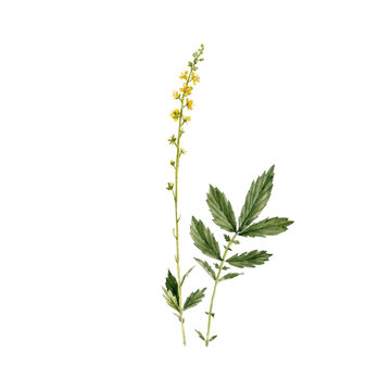 watercolor drawing plant of common agrimony with leaves and flower, sticklewort, Agrimonia eupatoria isolated at white background, natural element, hand drawn botanical illustration