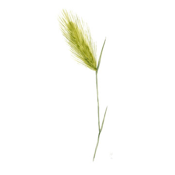 watercolor drawing plant of foxtail barley, Hordeum jubatum isolated at white background, natural element, hand drawn botanical illustration