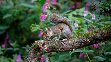 Grey squirrel in the woods