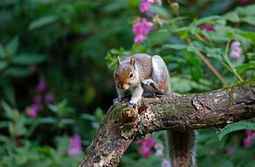 Grey squirrel in the woods