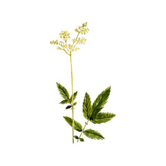 watercolor drawing plant of meadowsweet with leaves and flower, mead wort, Filipendula ulmaria isolated at white background, natural element, hand drawn botanical illustration