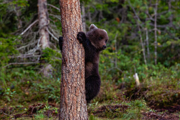 brown bear cub © Artem