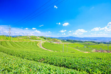 夏の八女中央大茶園　福岡県八女市　Yame Central Tea Garden in Summer. Fukuoka Pref,...