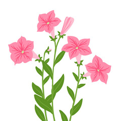 Petunia, vector drawing flowers at white background, hand drawn botanical illustration