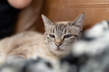 くつろぐ猫　シャムトラ