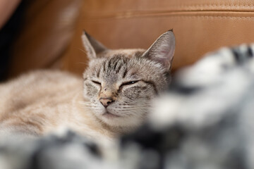 くつろぐ猫　シャムトラ