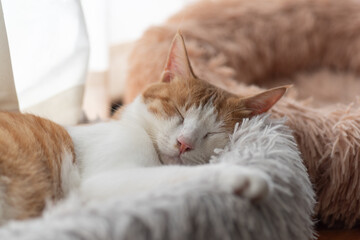 Fototapeta na wymiar 可愛い猫の寝顔　茶トラ白