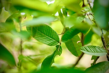 A green microgreen leaf on a sunny day
