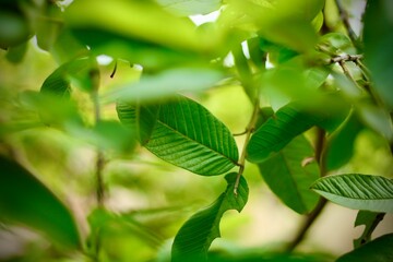 Fototapeta na wymiar A green microgreen leaf on a sunny day