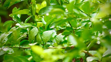 Raindrops glisten on fresh green leaves against a black background. The macro shot captures water droplets clinging to the leaves, revealing the beauty of nature after rainfall