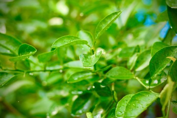 Raindrops glisten on fresh green leaves against a black background. The macro shot captures water droplets clinging to the leaves, revealing the beauty of nature after rainfall