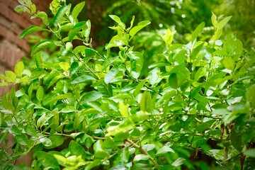 Raindrops glisten on fresh green leaves against a black background. The macro shot captures water droplets clinging to the leaves, revealing the beauty of nature after rainfall