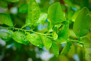 Raindrops glisten on fresh green leaves against a black background. The macro shot captures water droplets clinging to the leaves, revealing the beauty of nature after rainfall