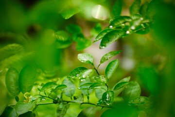Raindrops glisten on fresh green leaves against a black background. The macro shot captures water droplets clinging to the leaves, revealing the beauty of nature after rainfall