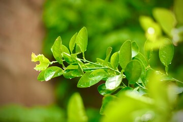 Raindrops glisten on fresh green leaves against a black background. The macro shot captures water droplets clinging to the leaves, revealing the beauty of nature after rainfall