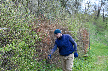 The hedge is made of different types of trees and bushes, the gardener levels and trims the hedge.