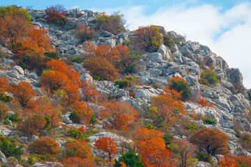 Obraz na płótnie Canvas AERIAL: Beautiful fall leaves on bushes scattered across steep rocky terrain