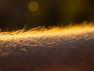 Fototapeta LENS FLARE, MACRO: Human skin reacts to a cold summer breeze at end of the day obraz