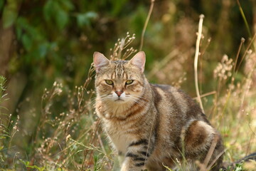 Un chat tigré 