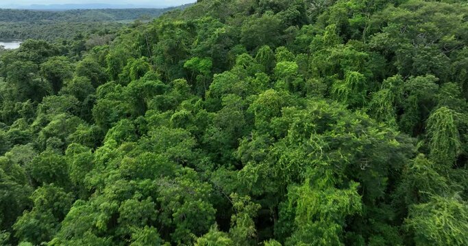Aerial flying towards green treetops revealing lush hill on cloudy day, Brazil