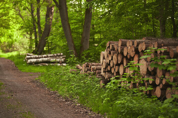 Wooden logs of pine wood in the forest, stacked in a pile. Freshly chopped tree logs are stacked up on top of each other in a pile.