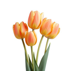 Orange tulip flowers in a studio isolated on transparent background with deep focus and macro capture