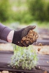 A man holds soil in his hands and pours it.