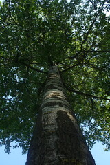 Fototapeta premium crown of a tree with a trunk, top view
